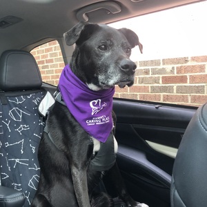 Team Page: Jack’s Pack Walking for Hope